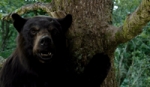 Robin Hollander Talks â€˜Cocaine Bear,â€™ WÄ
